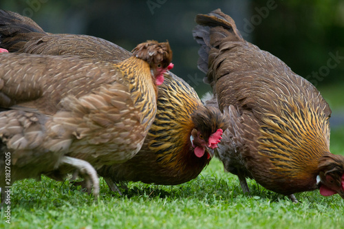 New Hampshire Huhn photo