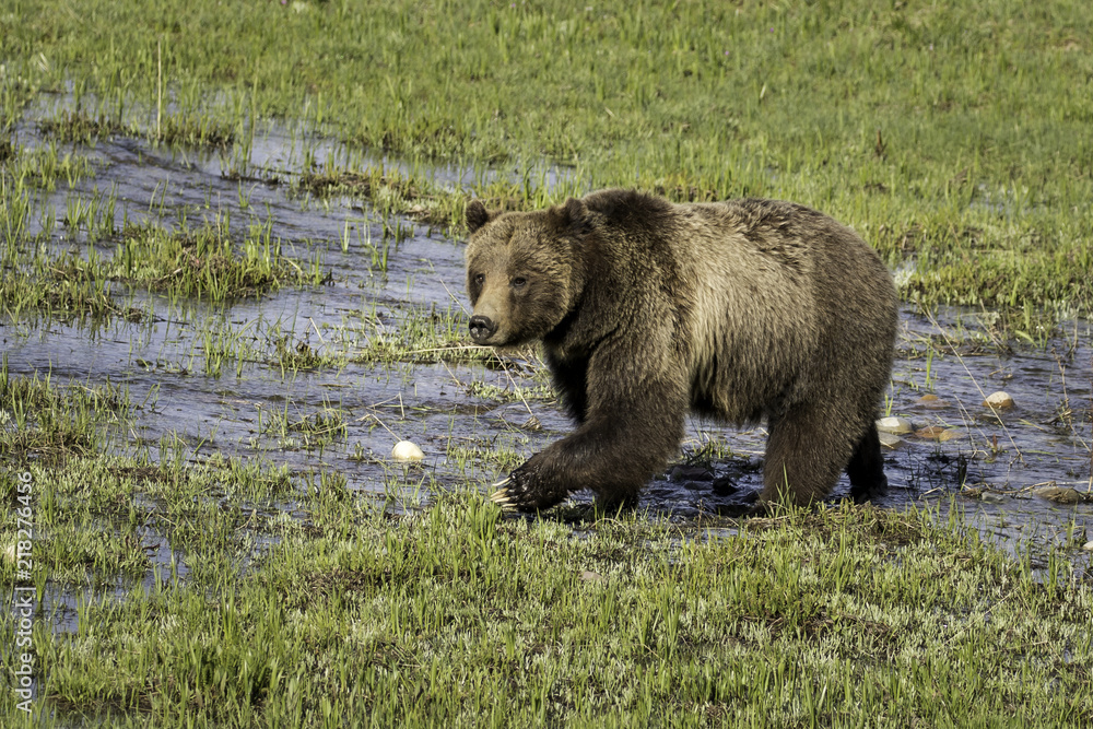 Grizzly Bear Sow Grizzly Bear Sow