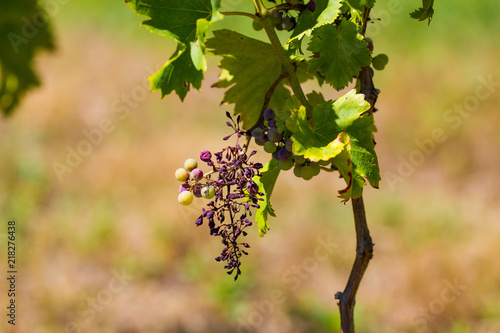 mildiou sur grappe de raisin