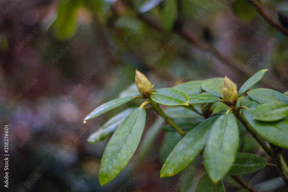 Rhododendron Rhododendron