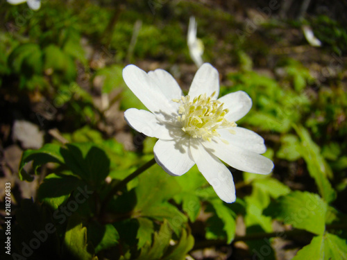 Anemone nemorosa flowers