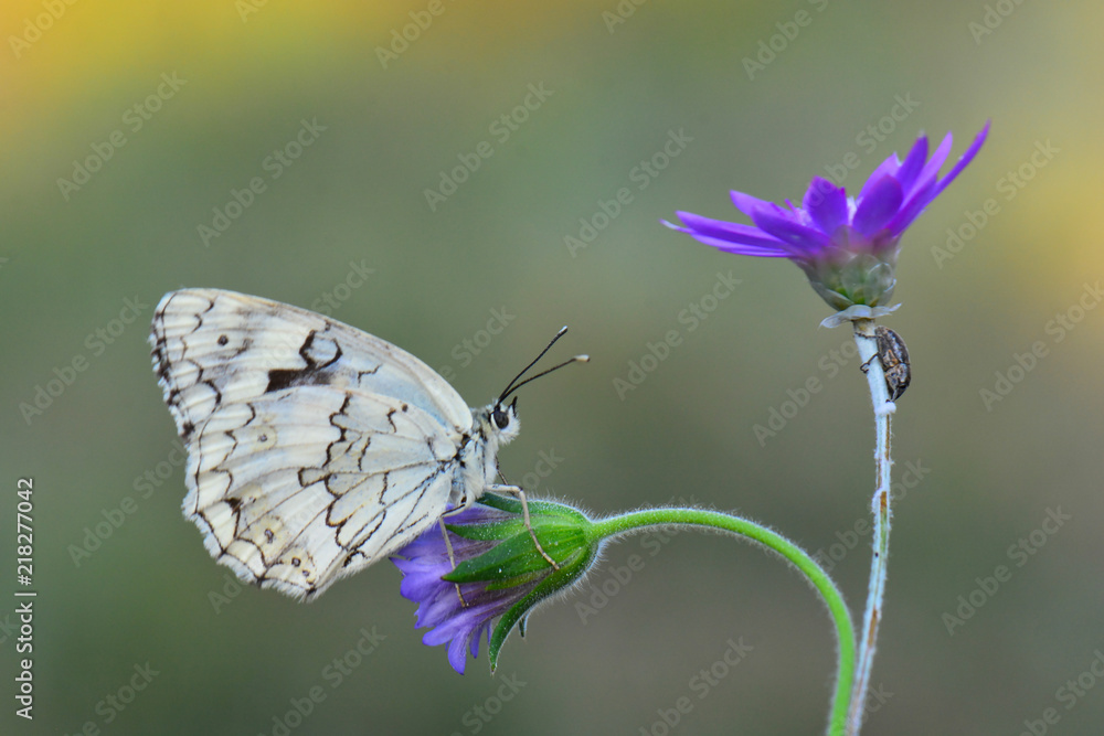 Fototapeta premium Satyridae / Anadolu Melikesi / Balkan Marbled White / Melanargia larissa 