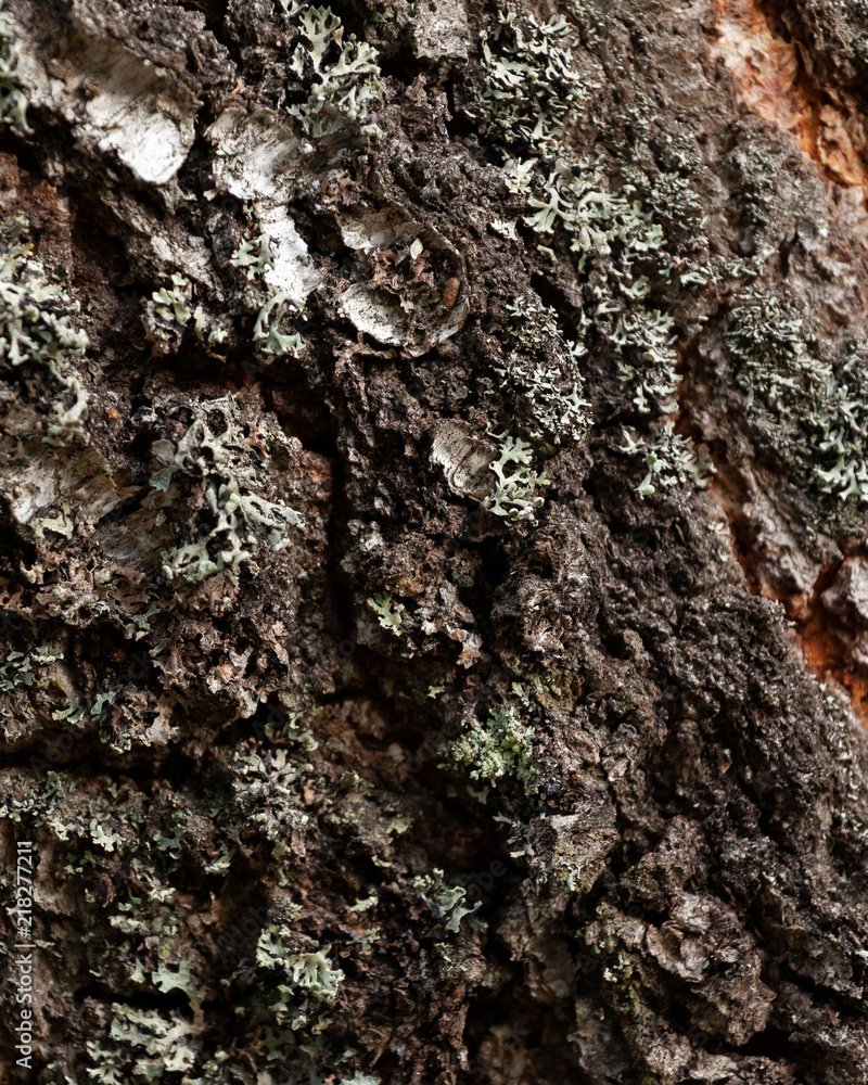 Birch bark Birch bark