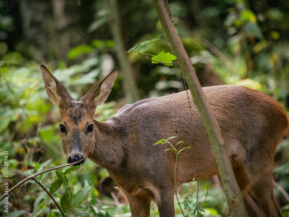 Roe deer in forest, Capreolus capreolus. Wild roe deer in nature. Roe deer in forest, Capreolus capreolus. Wild roe deer in nature.