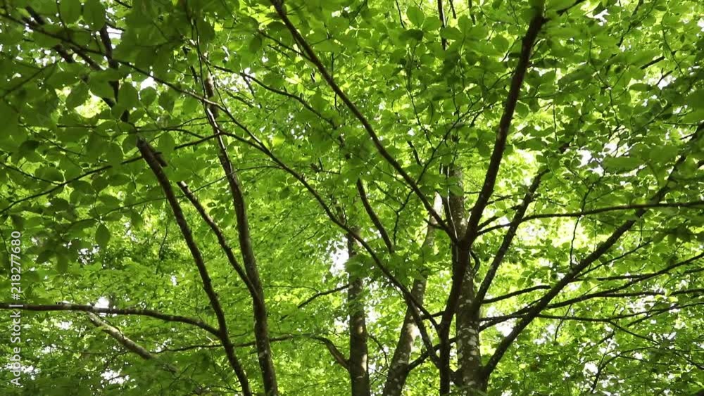 Beautiful green leaf beech tree slow motion, view from the bottom. Beautiful green leaf beech tree slow motion, view from the bottom.