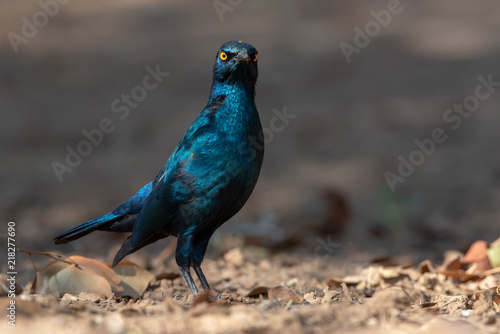 Cape glossy starling bird looking stricly, gloomy at camera, Namibia photo