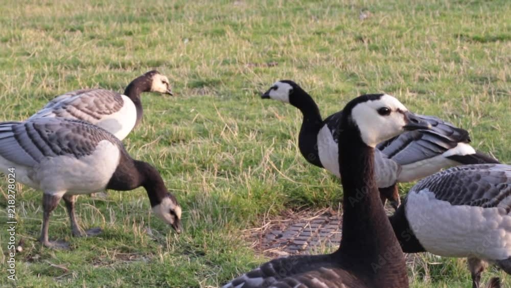 Canada geese walking and eating on grass Canada geese walking and eating on grass