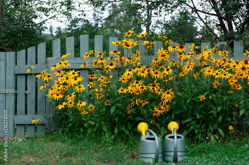 Fototapeta Watering pots near the flowerbed of yellow rudbeckia in the garden