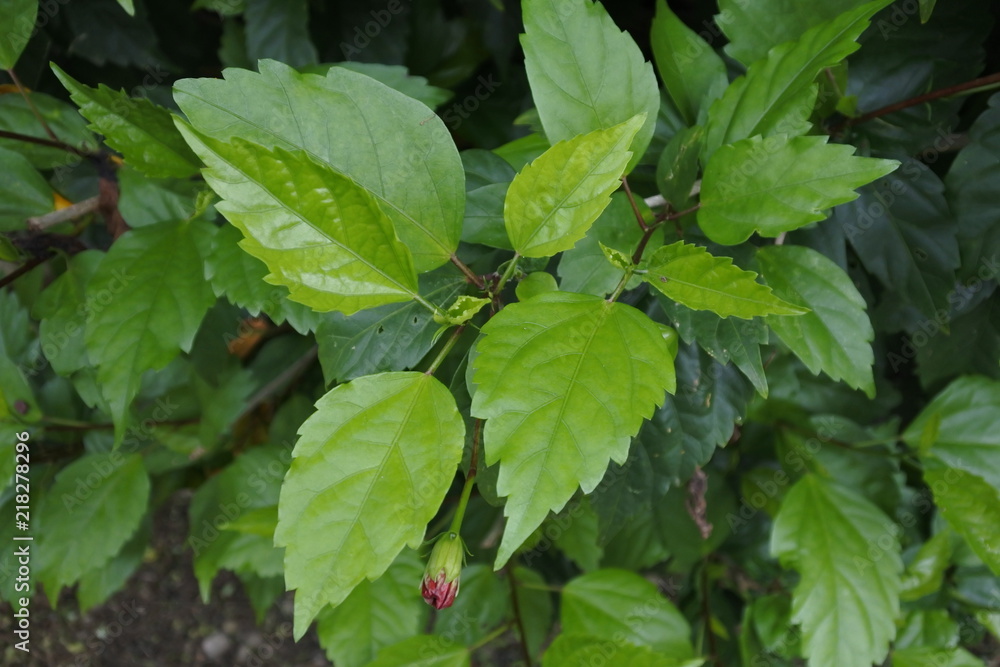 Fresh hibiscus leaves Fresh hibiscus leaves