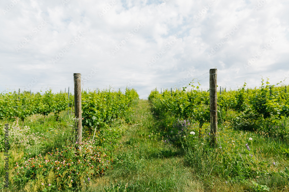 Vineyard in Northern Michigan