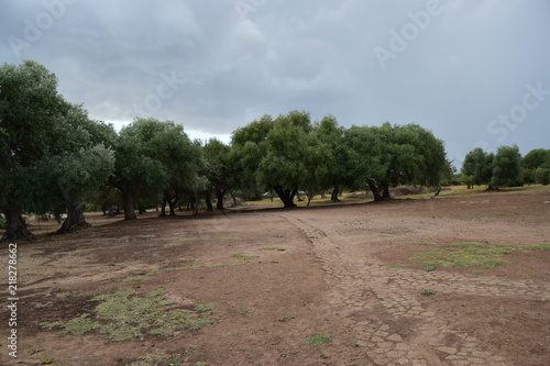 alberi trees