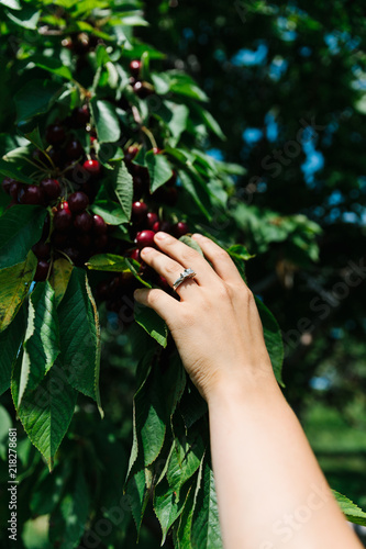 Picking cherries with a new engagement ring