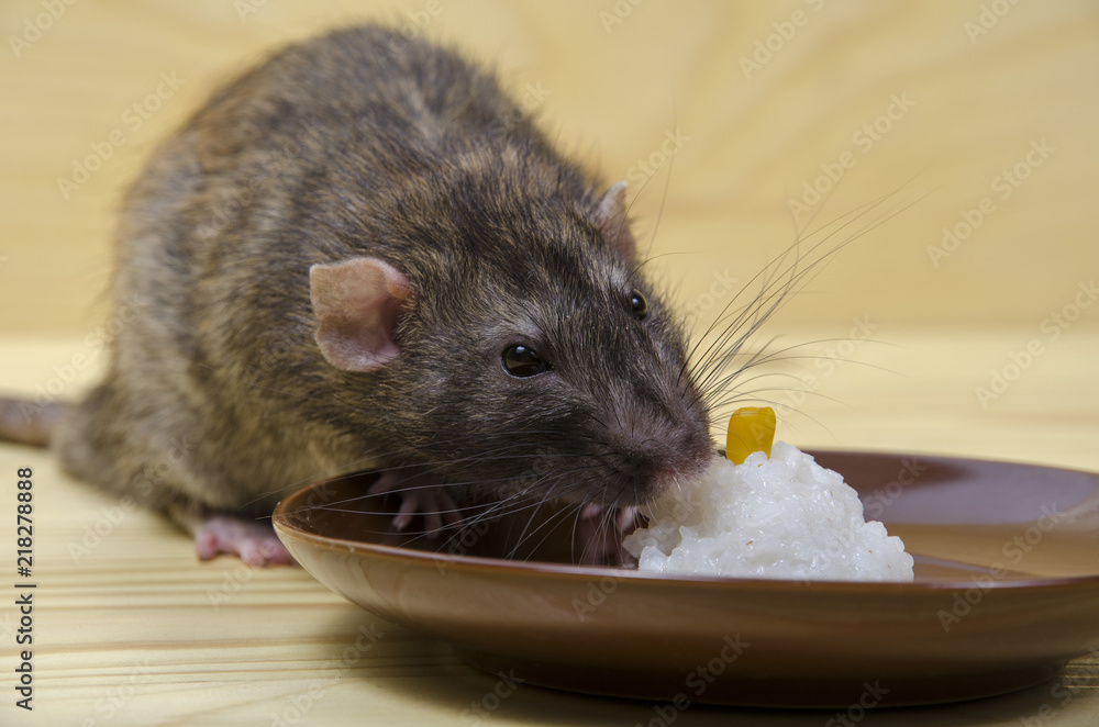 Rat eats rice with corn. Rat eats rice with corn.