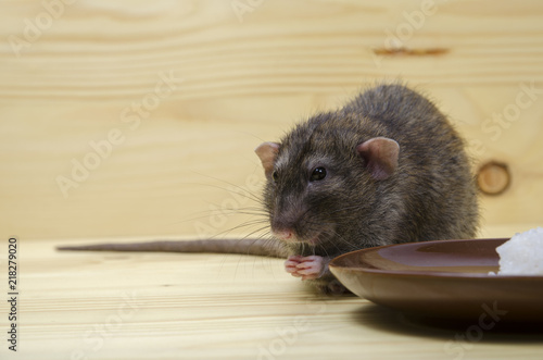 Rat eats rice with corn.