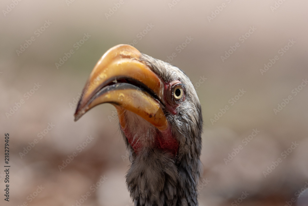 Extreme close up of southern yellow billed hornbill looking directly at camera Extreme close up of southern yellow billed hornbill looking directly at camera