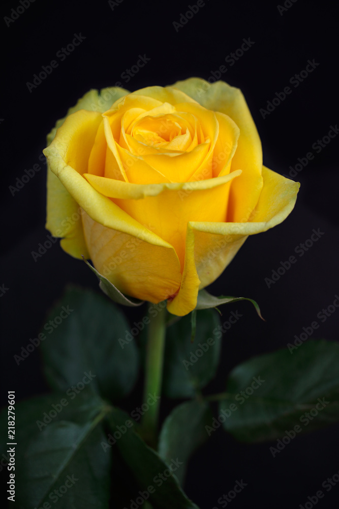 Portrait of yellow rose flower on the black background Portrait of yellow rose flower on the black background