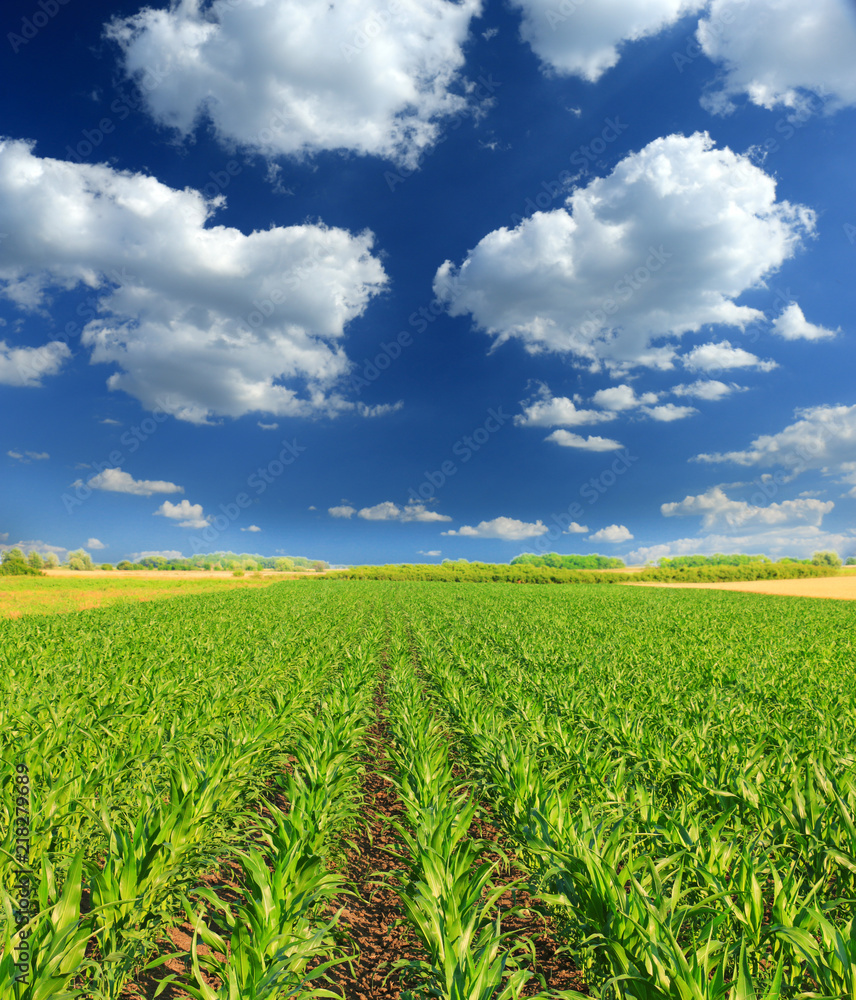 Cornfield with Clouds on Bright Summer Day Cornfield with Clouds on Bright Summer Day