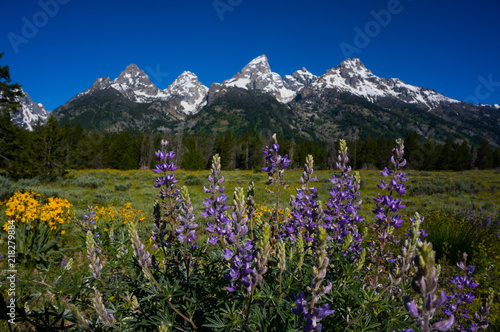 Teton Wildflowers © Eileen