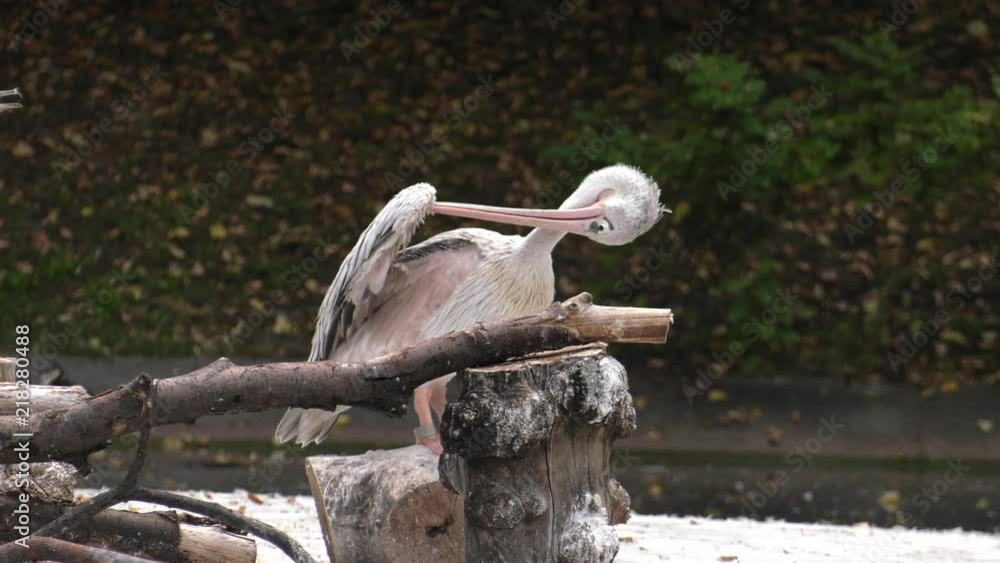 Eastern White Pelican. Pink Pelican. ,Panning,Closeup, Eastern White Pelican. Pink Pelican. ,Panning,Closeup,