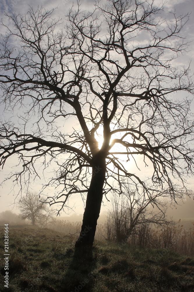 baum im gegenlicht im frühen morgennebel baum im gegenlicht im frühen morgennebel