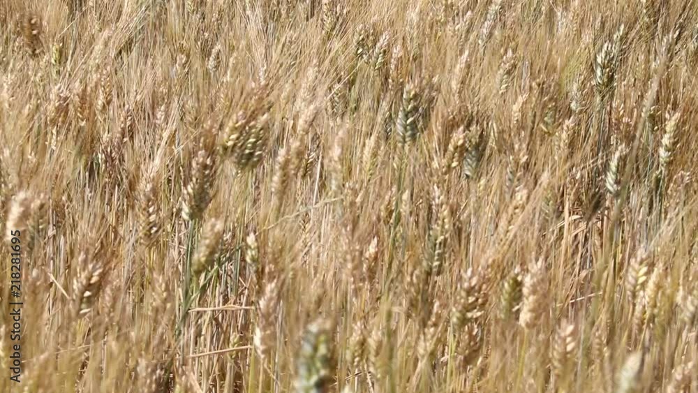 Background of ripe wheat field in the wind Background of ripe wheat field in the wind