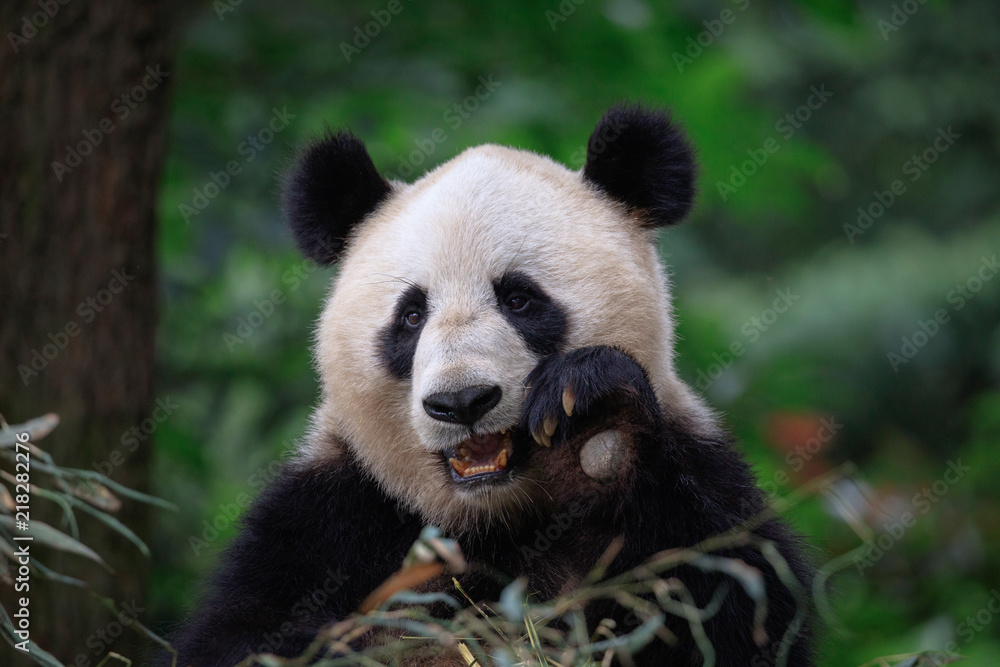 Happy Panda Bear Waving at the Viewer, Bifengxia Panda Reserve in Ya'an - Sichuan Province, China. Endangered Species Animal Conservation, Fluffy cute panda bear waving its paw in the air Happy Panda Bear Waving at the Viewer, Bifengxia Panda Reserve in Ya'an - Sichuan Province, China. Endangered Species Animal Conservation, Fluffy cute panda bear waving its paw in the air