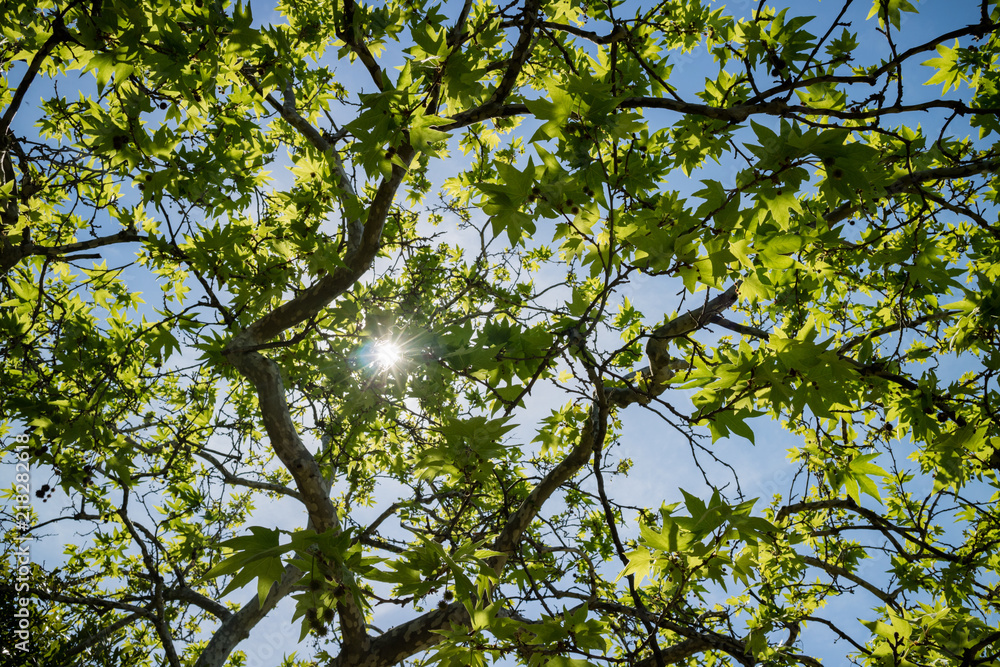 Sunlight on leaves in a tree Sunlight on leaves in a tree