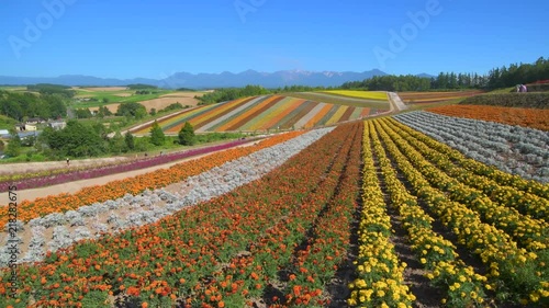 夏の美瑛　四季彩の丘