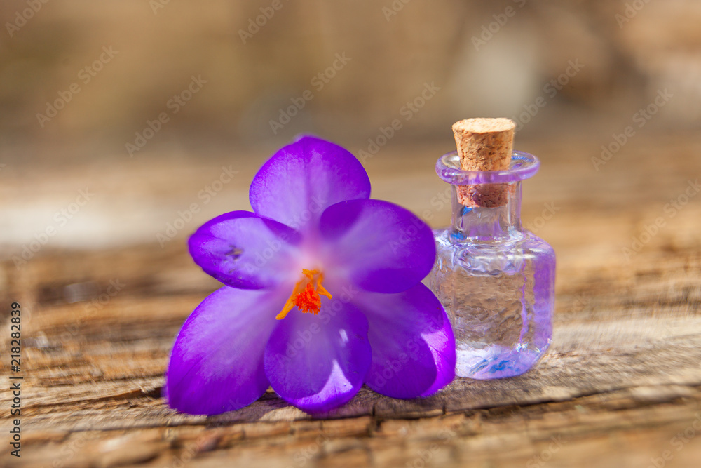 crocus essential oil in beautiful bottle on table crocus essential oil in beautiful bottle on table