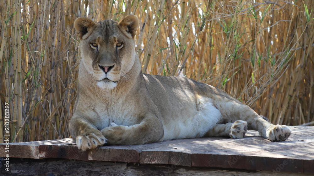 Obraz premium lion female