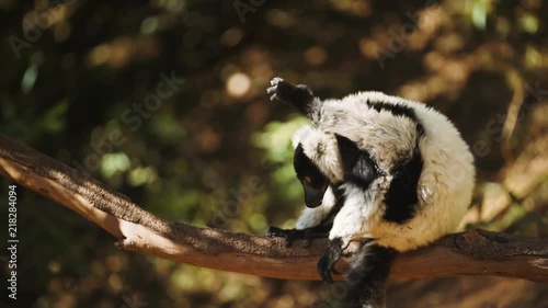Black Vari lemur licking genitals and looking.