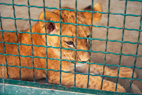 Fototapeta Naklejka Na Ścianę i Meble -  Small lion in the cage. The majestic king of beasts.
