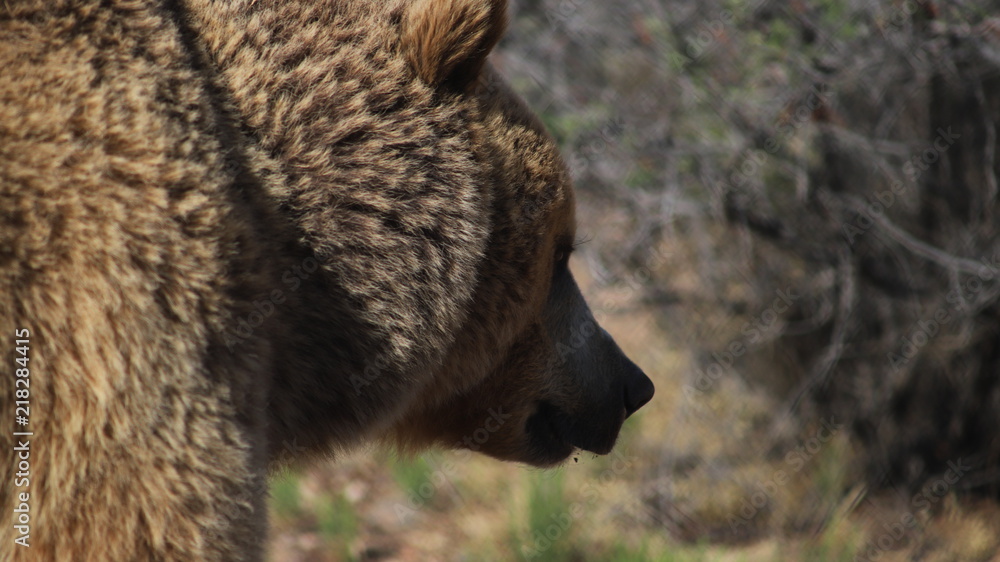 Fototapeta premium Grizzly Bear Female