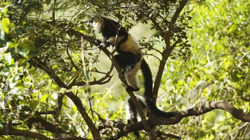 Black Vari lemur climbing a branch.