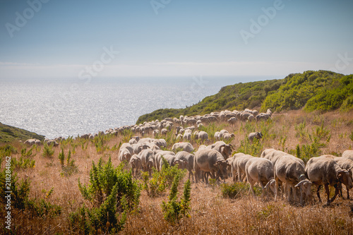 flock of sheep in a grassland by the sea