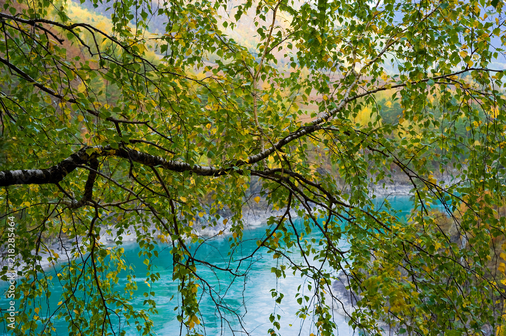 Birch over Katunya, Altai. _ Берёза над Катунью, Алтай. 