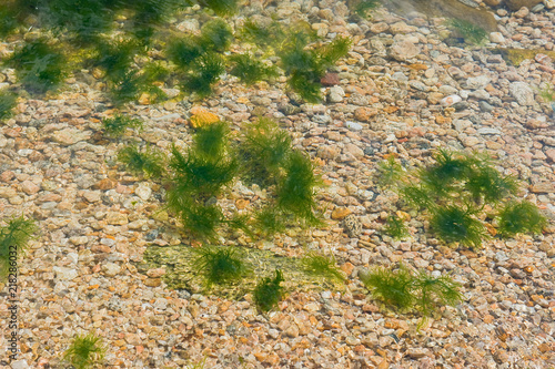 Algae in the clear water of Lake Baikal. _ Водоросли в прозрачной воде Байкала.