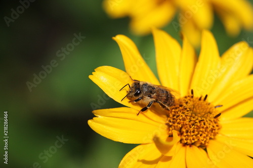 Biene in Blüte 2