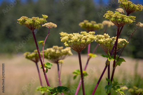 pacific northwest wildflowers in coastal oregon usa