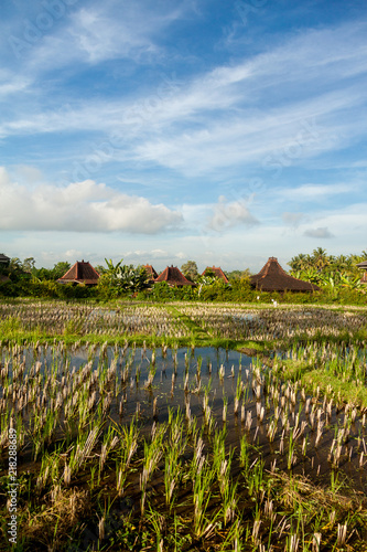 Rice Paddy with Balinese Houses (2)
