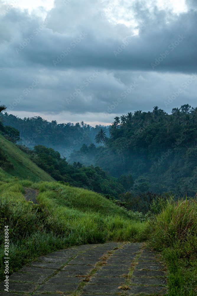 Fototapeta premium Misty Morning In The Trees (2)