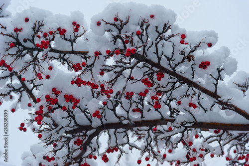 Rowan tree under the snow. _ Рябина под снегом.  photo