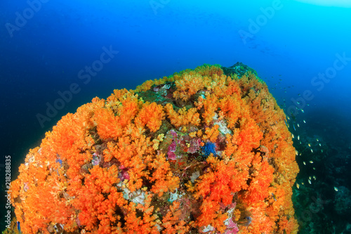 Tropical fish swimming around a beautiful, brightly colored tropical coral reef