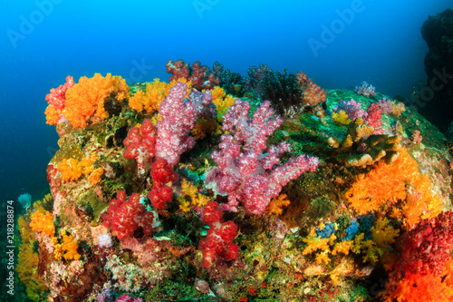 A vibrant and colorful tropical coral reef in the Mergui Archipelago, Myanmar