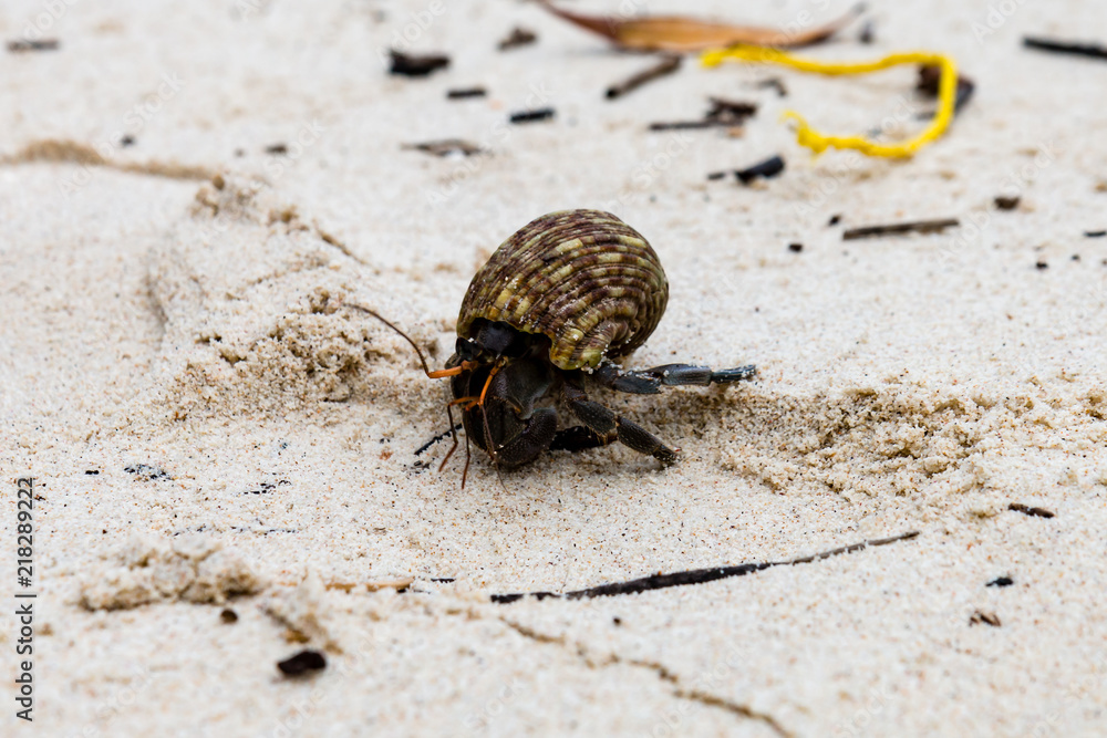 A hermit crab walking across a sandy beach