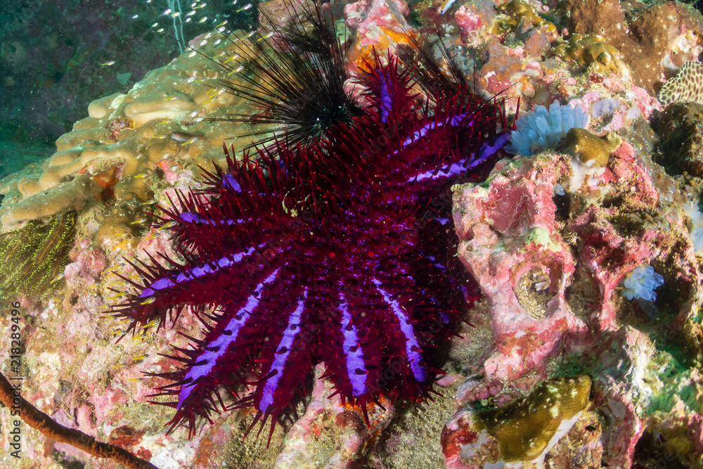 Obraz premium A destructive Crown of Thorns starfish feeding on hard corals on a dark, damaged tropical coral reef