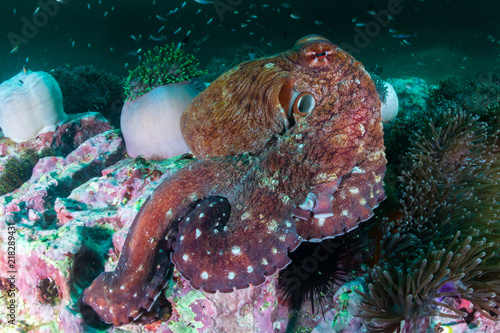 A large Octopus moving around on a dark, green, murky tropical coral reef