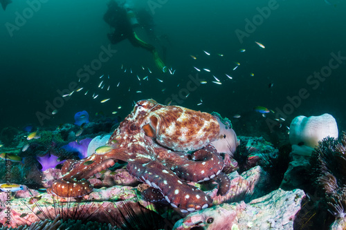 A large Octopus moving around on a dark, green, murky tropical coral reef