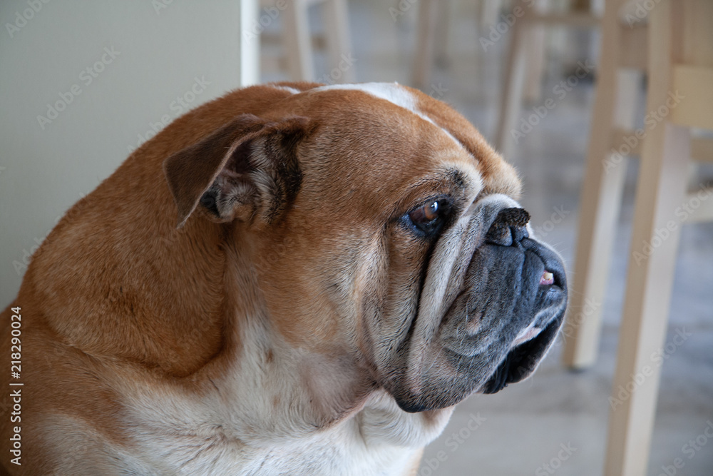 Side headshot of adult bulldog in front of row of chairs