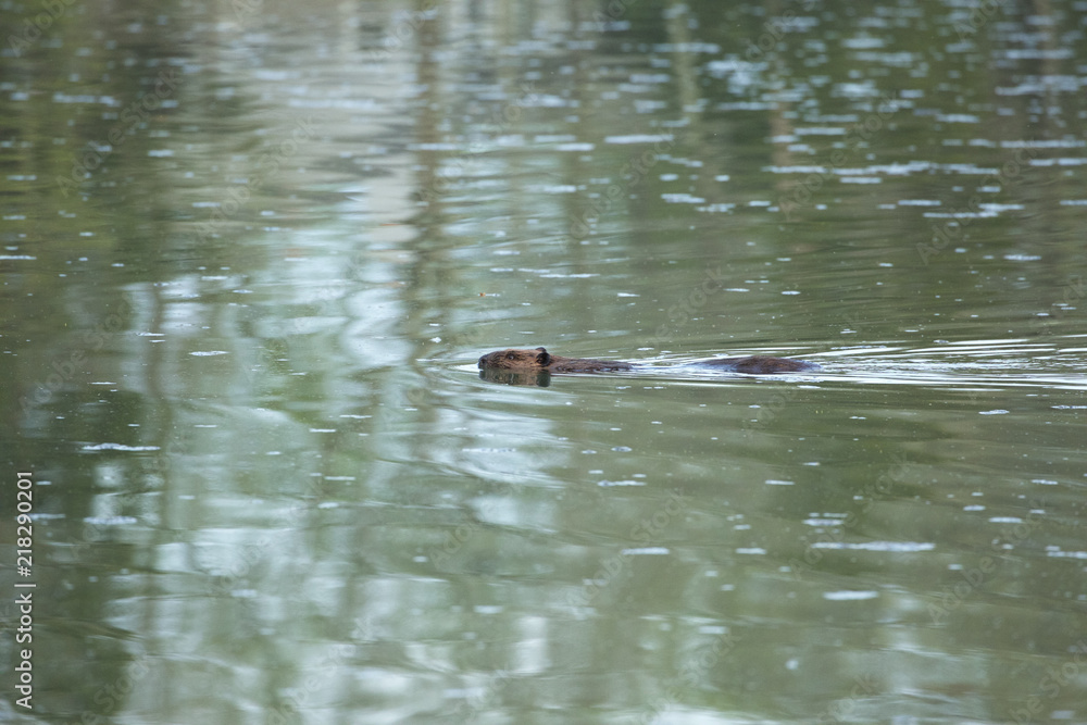 Beaver Swimming in a Lake Beaver Swimming in a Lake